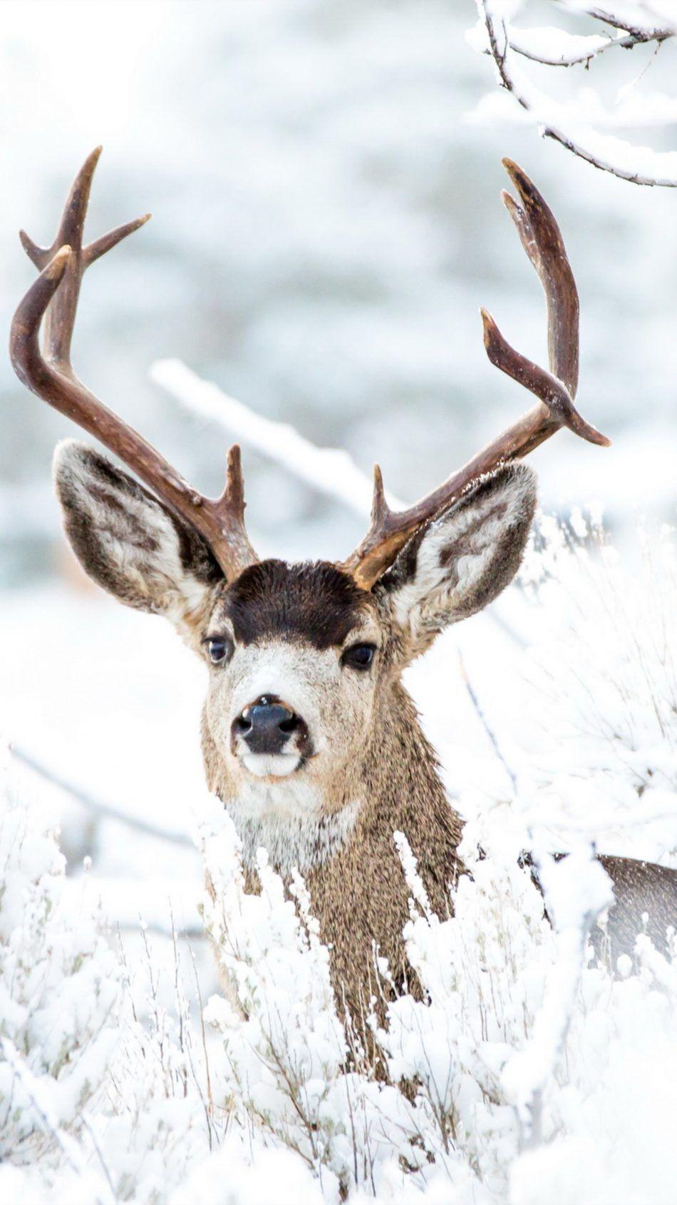 Download Deer Winter Snow Free Pure 4K Ultra HD Mobile