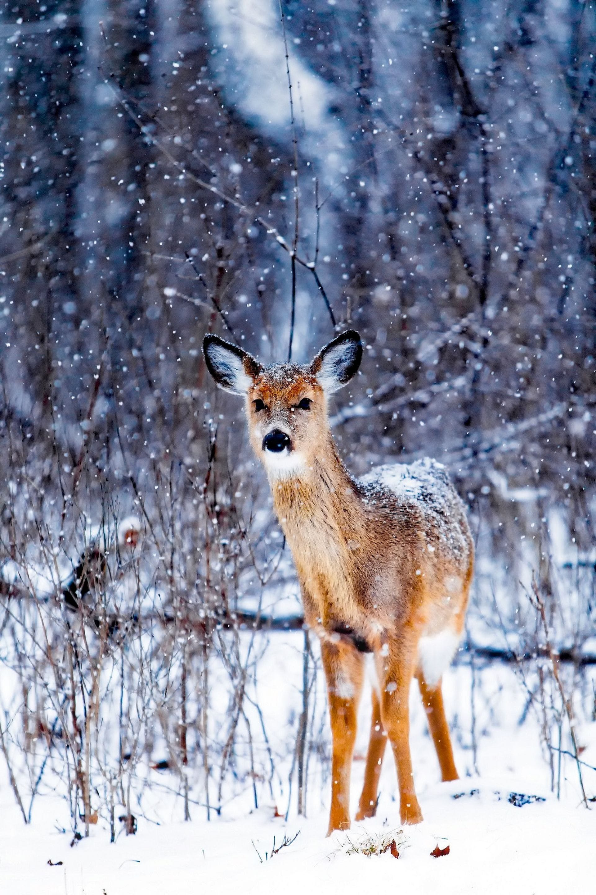 HD Deer Snow Forest Wallpaper