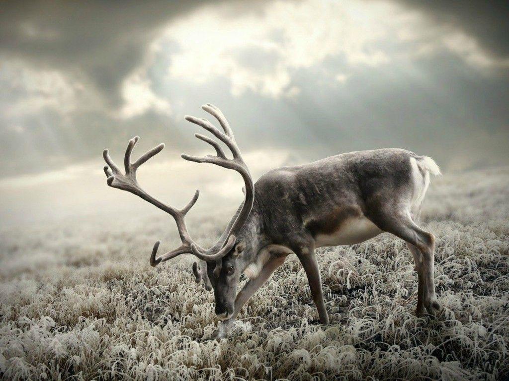 Snow Deer Wallpaper In Winter. Deer wallpaper, Wild deer