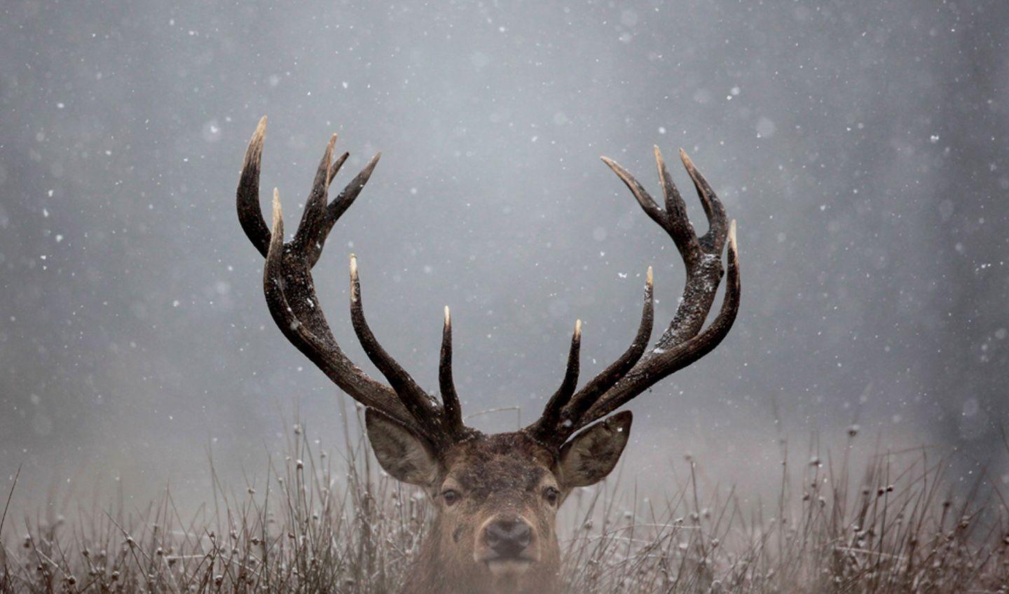 Image For Deer HD Wallpaper Snow, HD Wallpaper