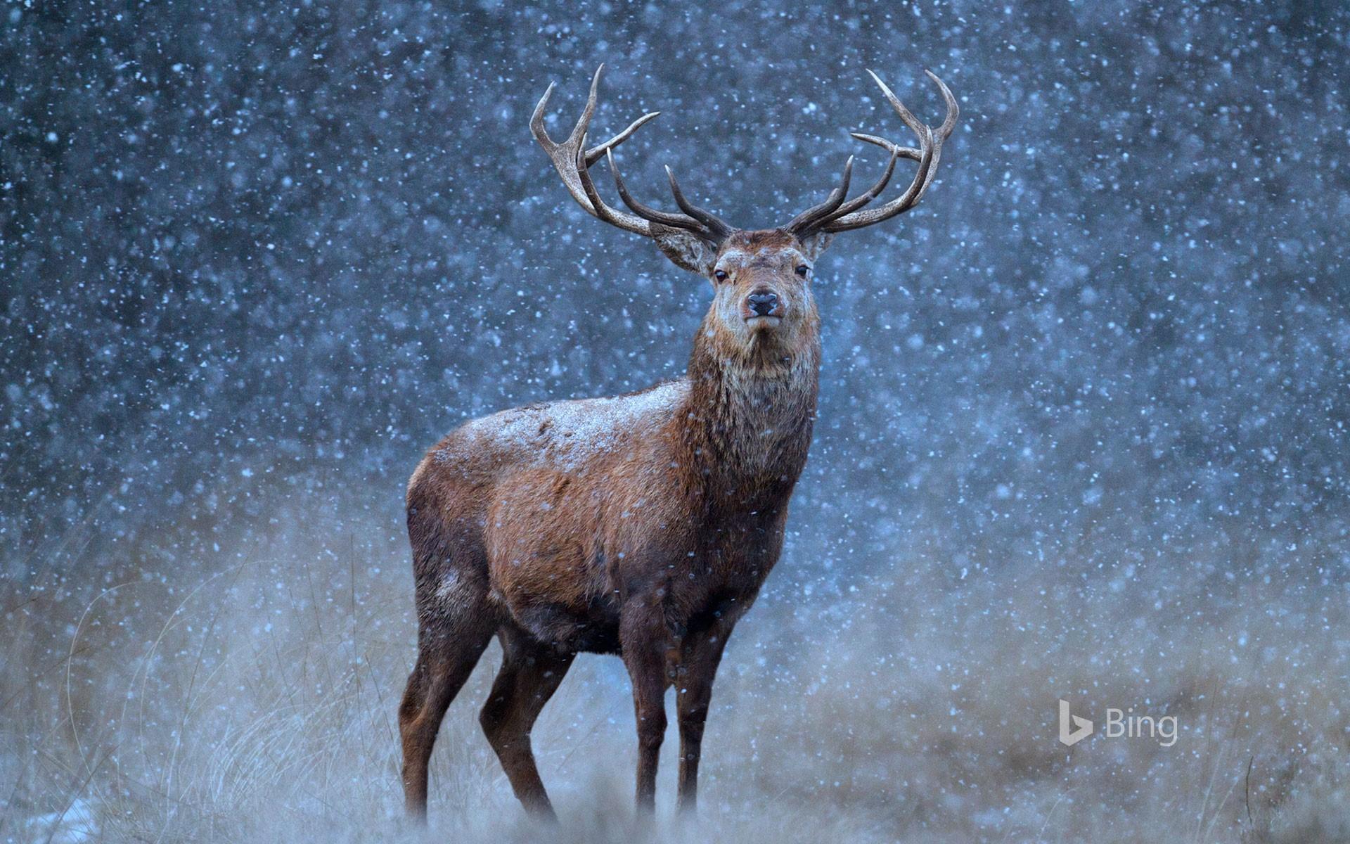 A Red Deer In The Snow Wallpaper HD / Desktop and Mobile Background