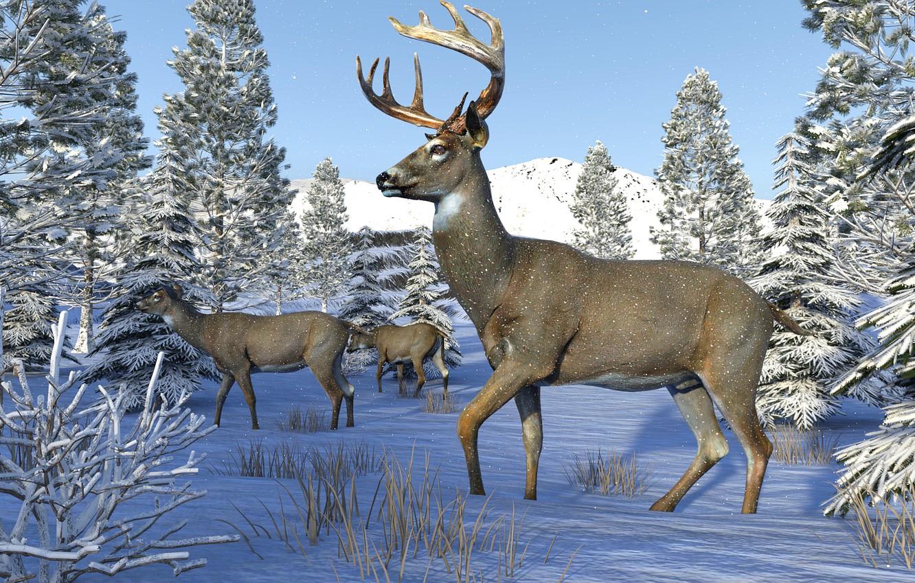 Wallpaper winter, snow, deer image for desktop, section рендеринг
