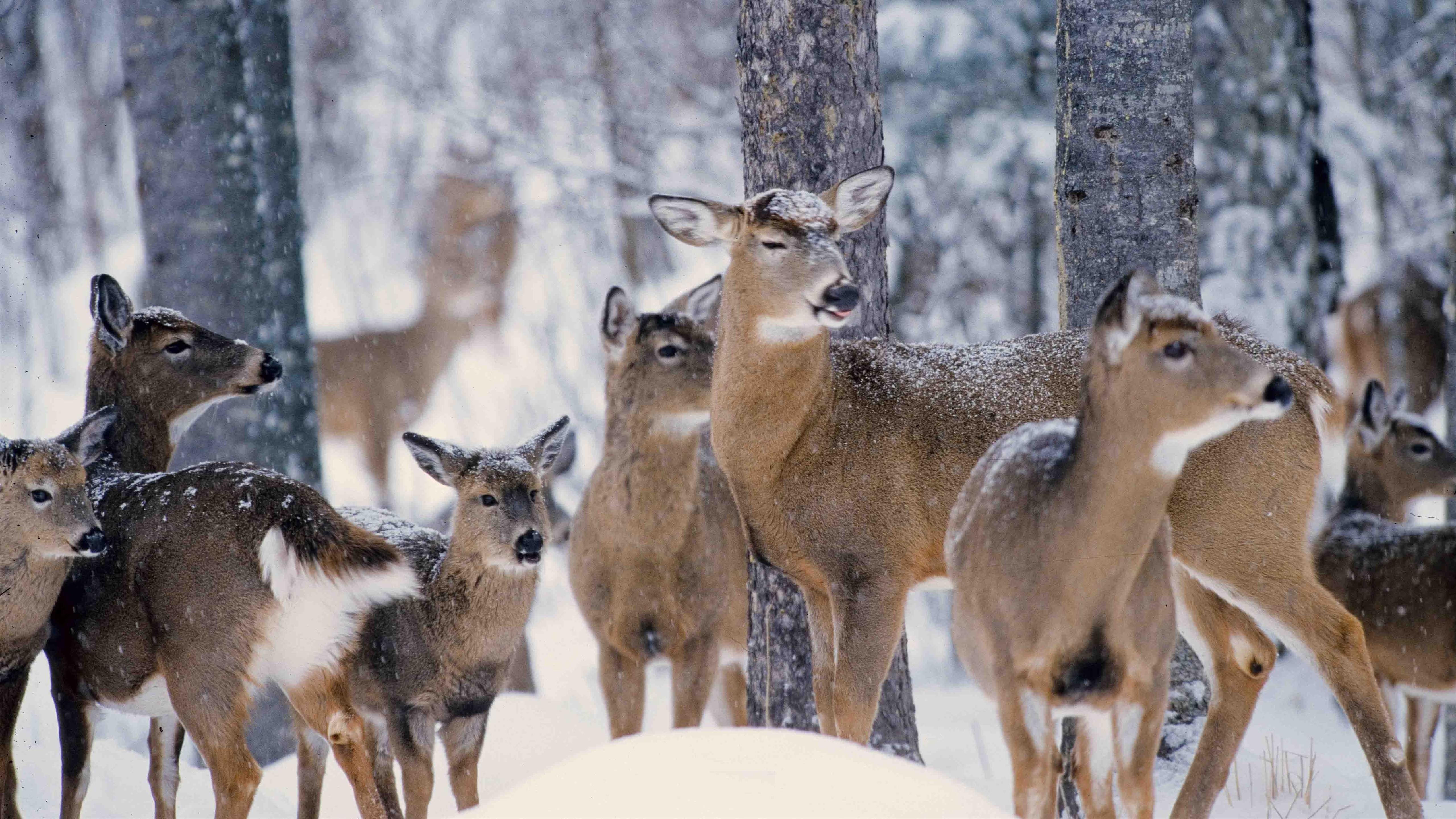 5K Wallpaper of Group of Deer in Snow