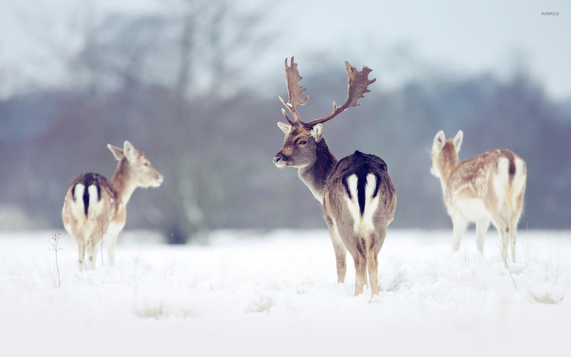 Deers in the snow wallpaper wallpaper