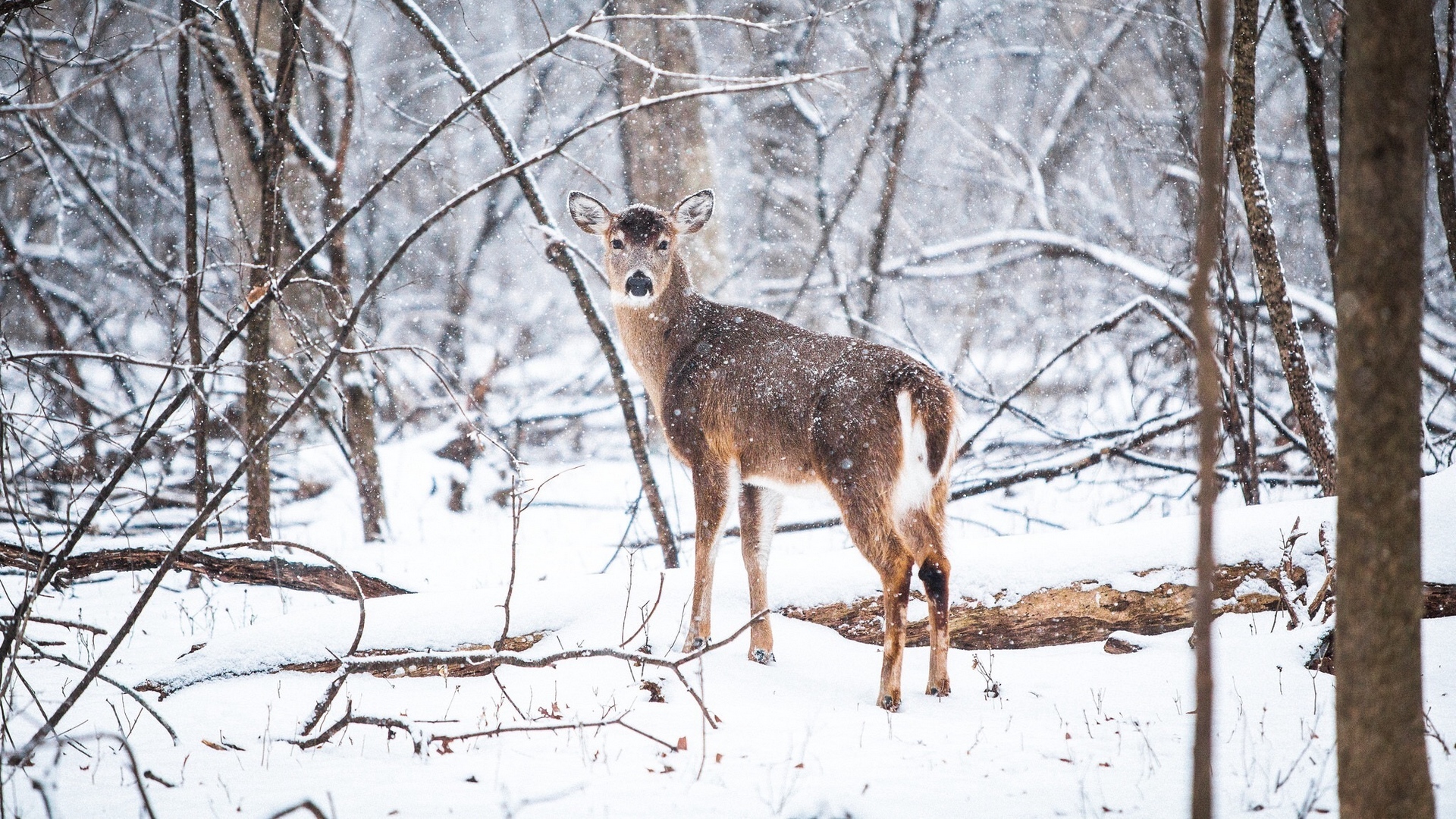 Download wallpaper 1920x1080 deer, forest, snow, trees full