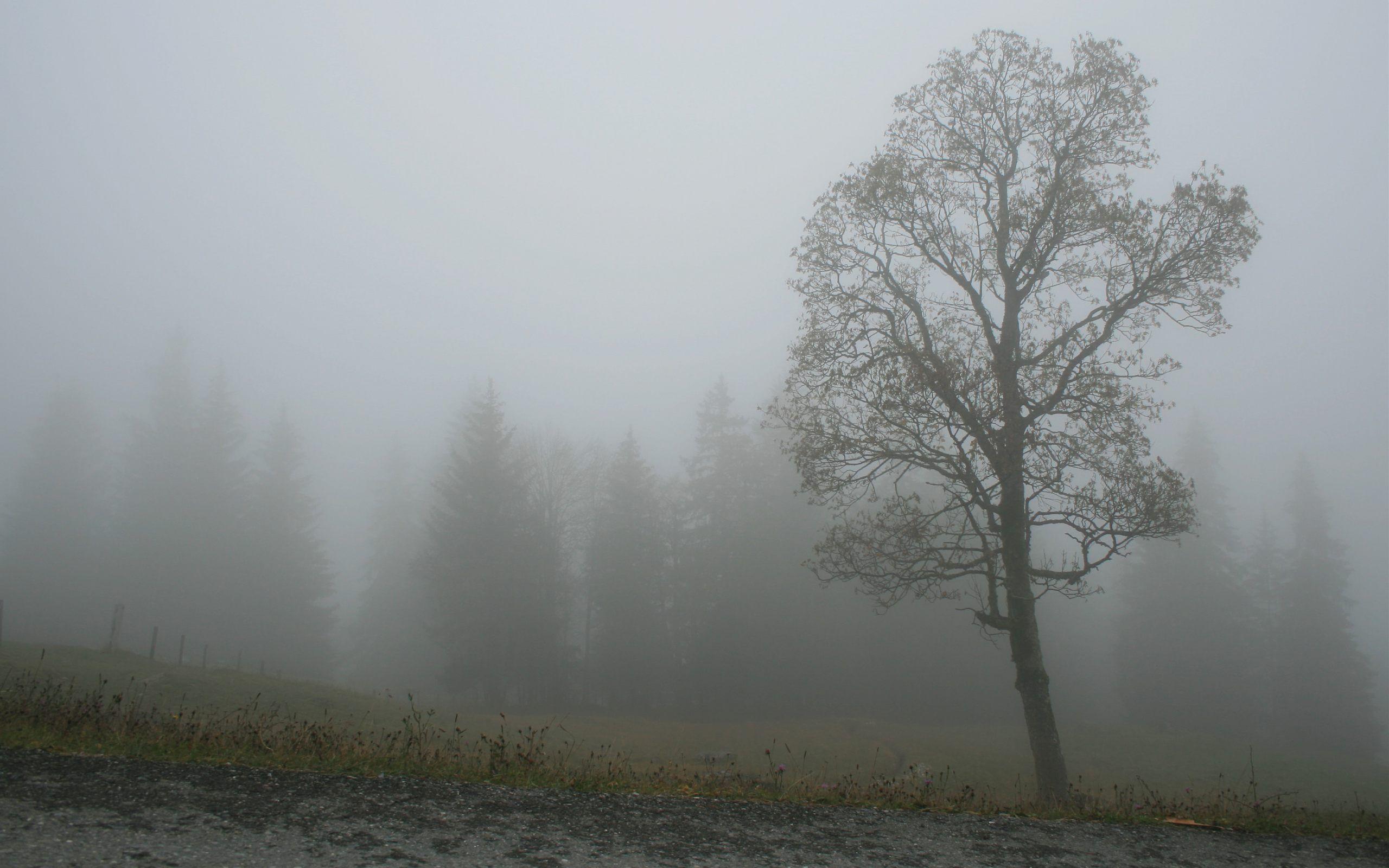 Foggy Wallpapers Wallpaper Cave