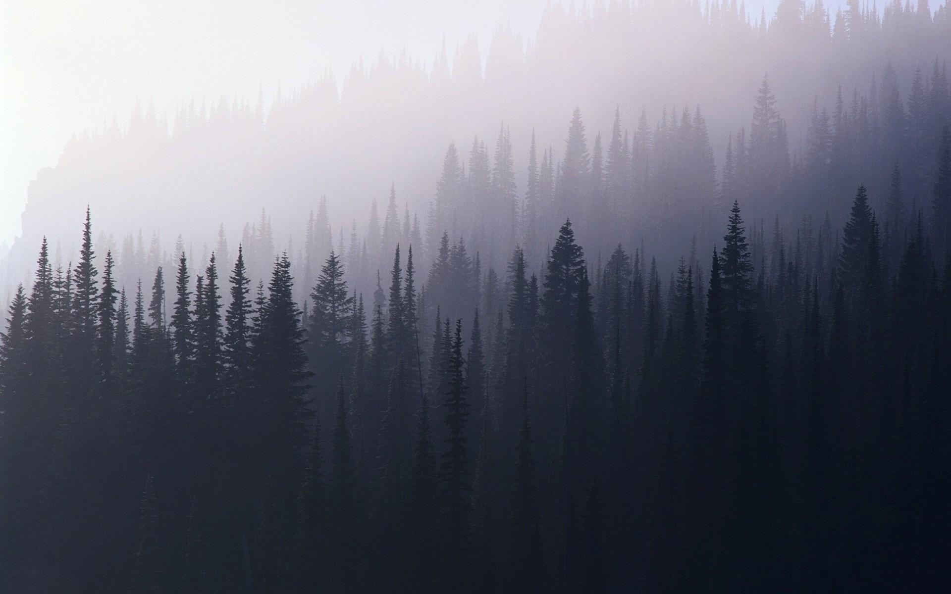 Foggy Forest Wallpaper