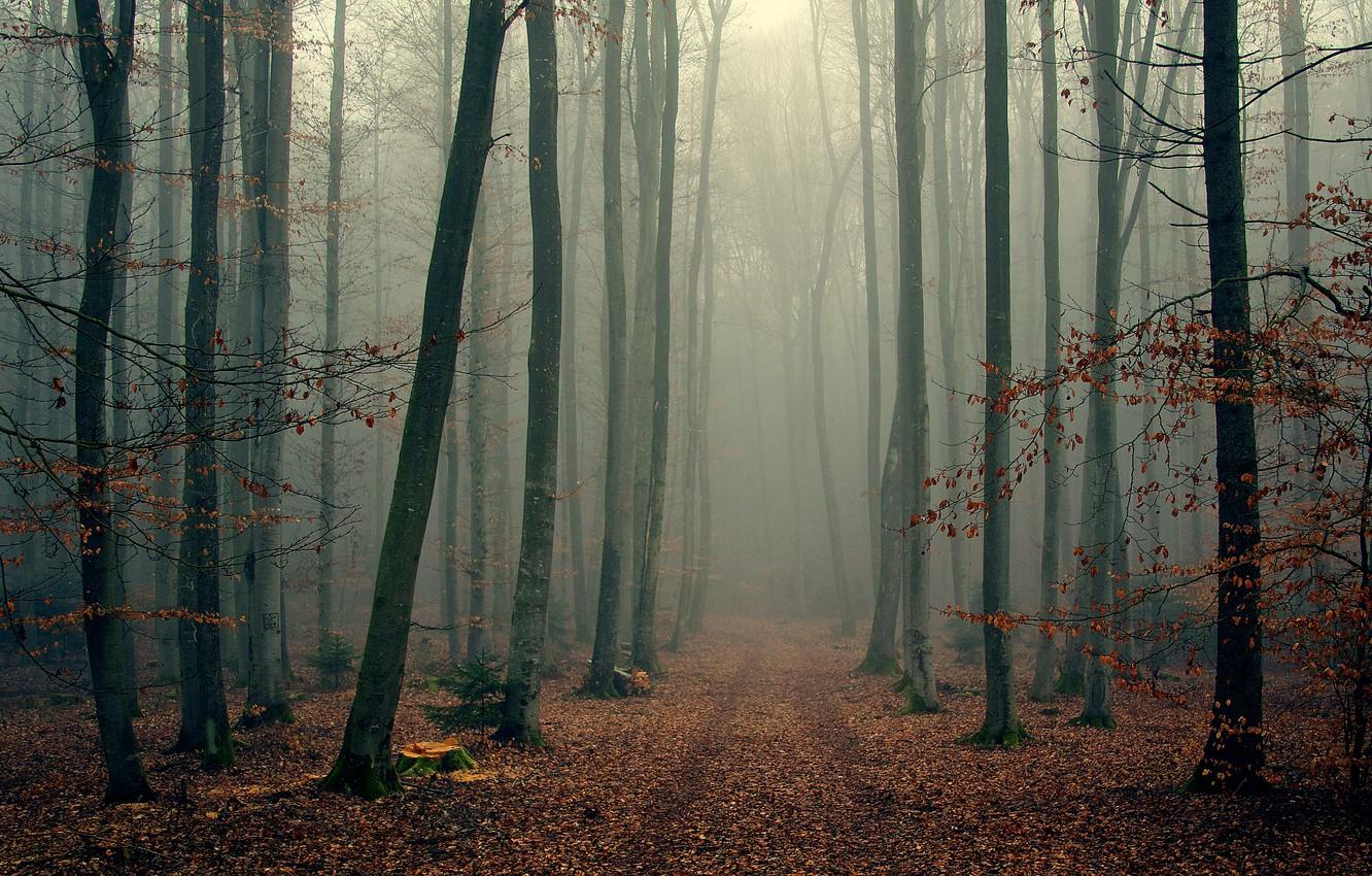 Wallpaper autumn, forest, trees, branches, fog, foliage, wood