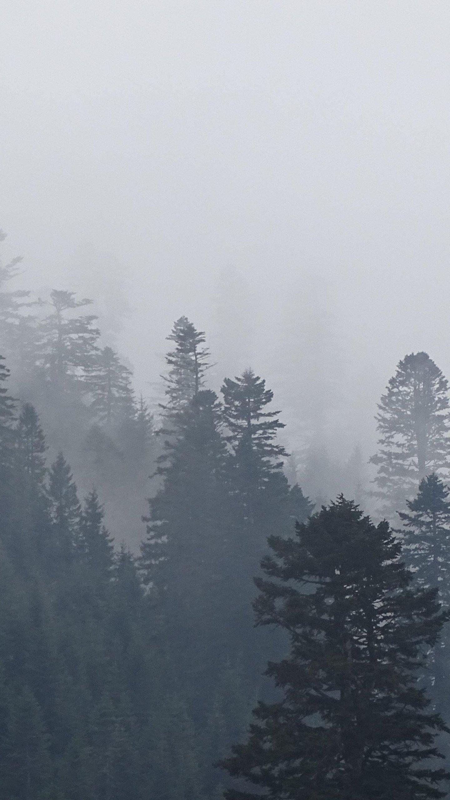 Foggy Trees in Forest Wallpaper, Android & Desktop Background