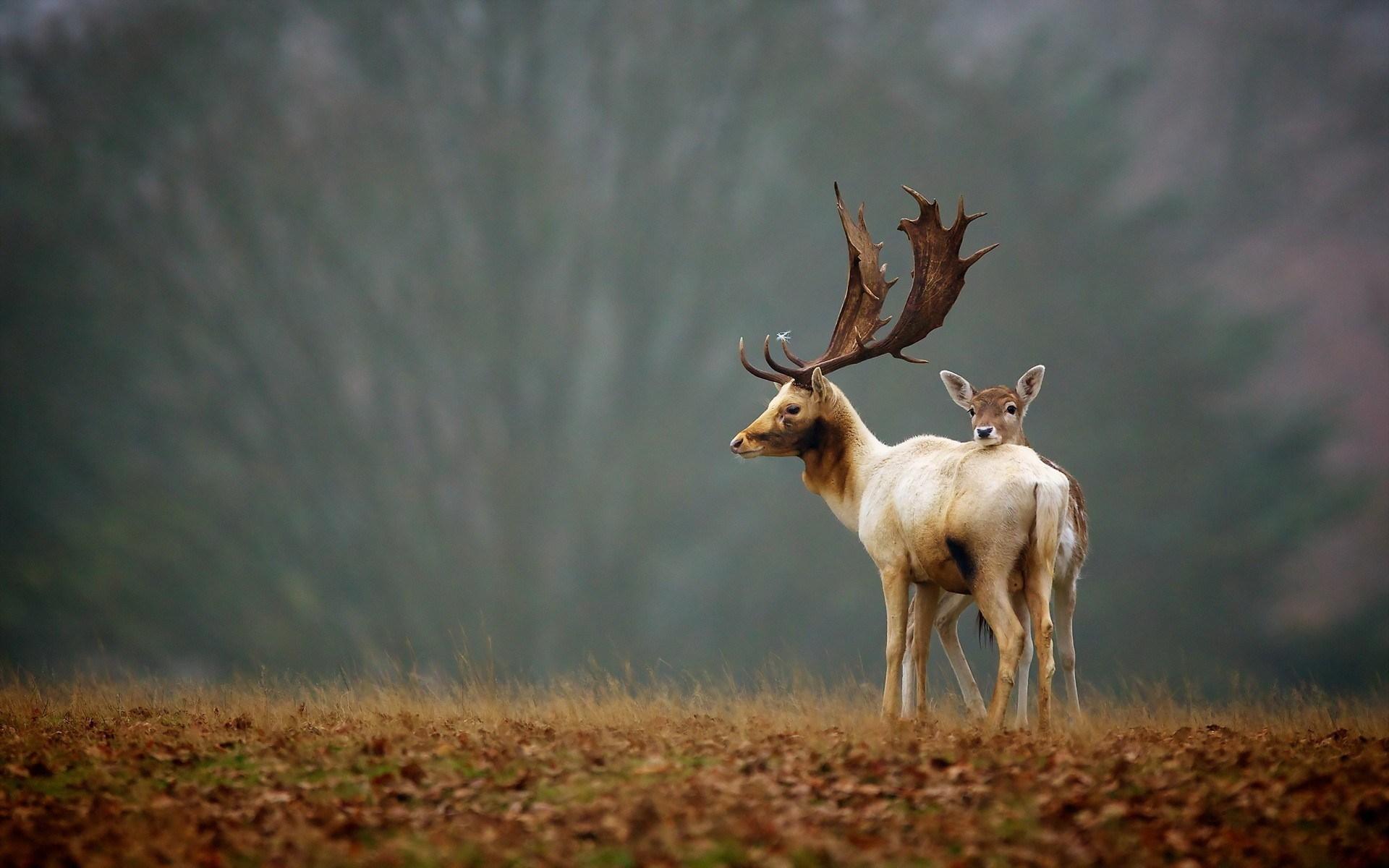 nature, deer, field wallpaper