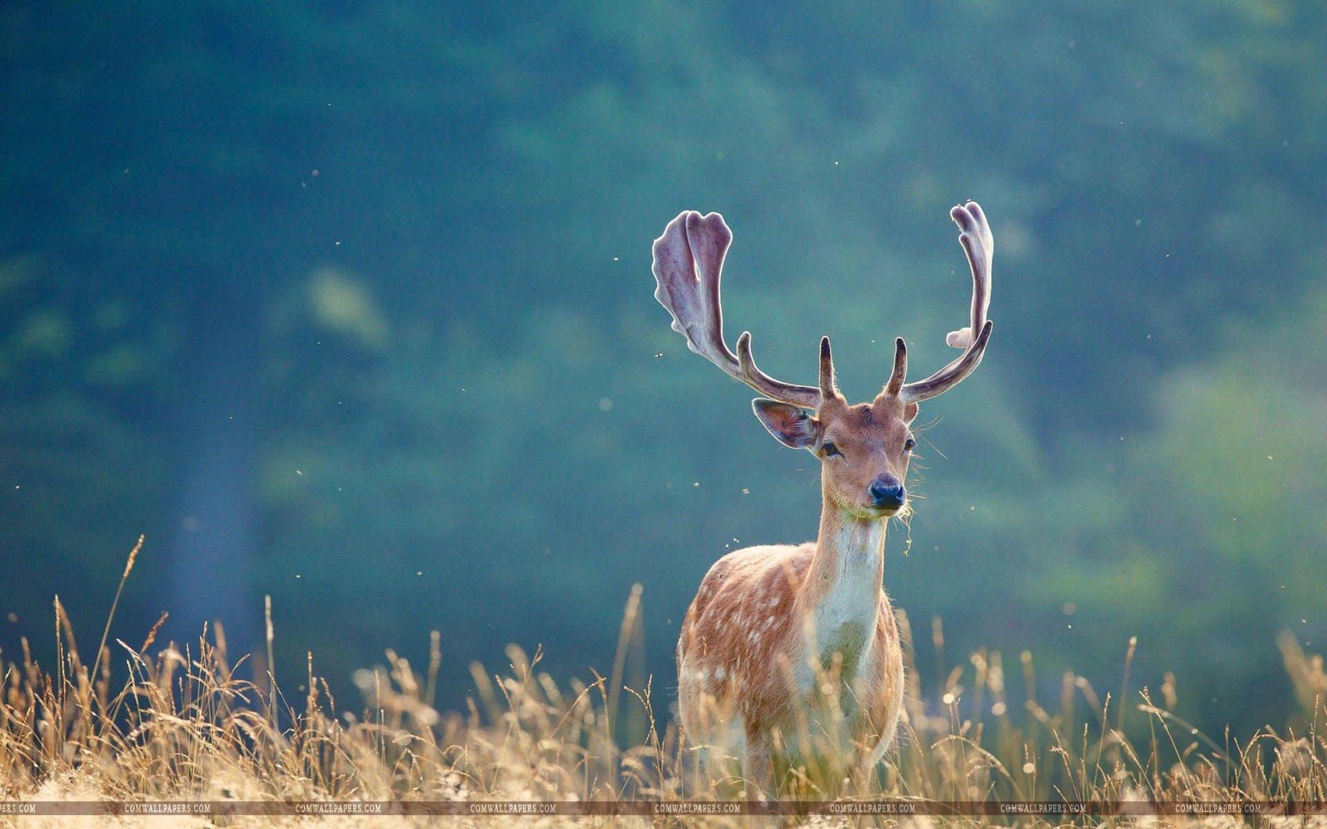 Nature Field Deer HD Wallpaper. Deer wallpaper, Animals