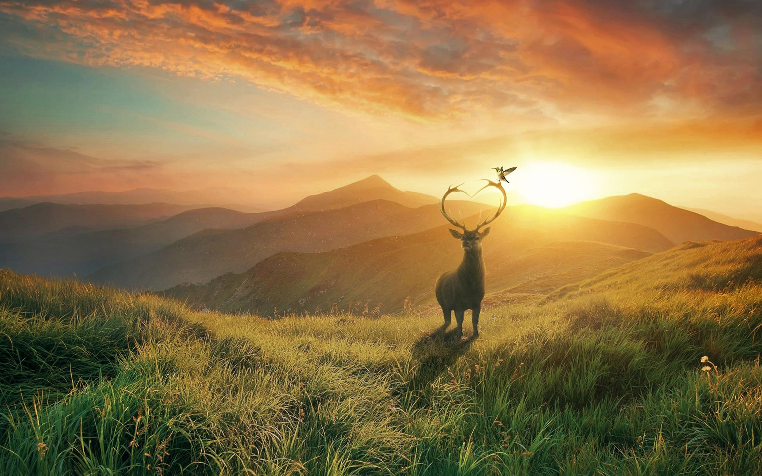 Download 2560x1600 Deer, Field, Sunset, Mountain, Scenic