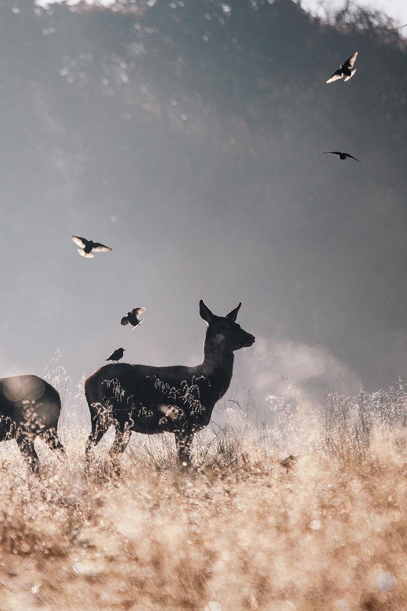 Download wallpaper 800x1200 deer, birds, field, flying, fog