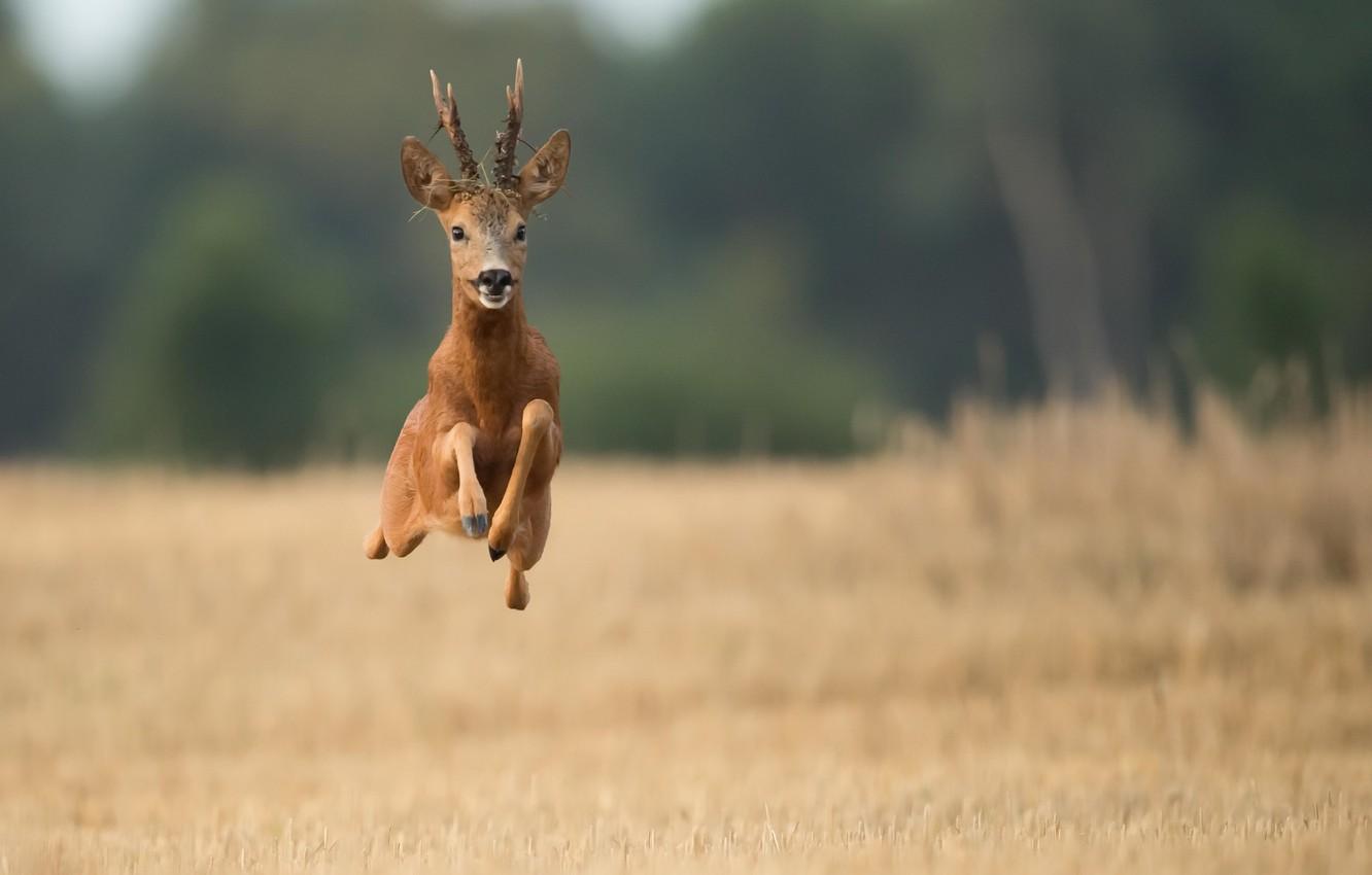 Wallpaper field, deer, running, flight image for desktop