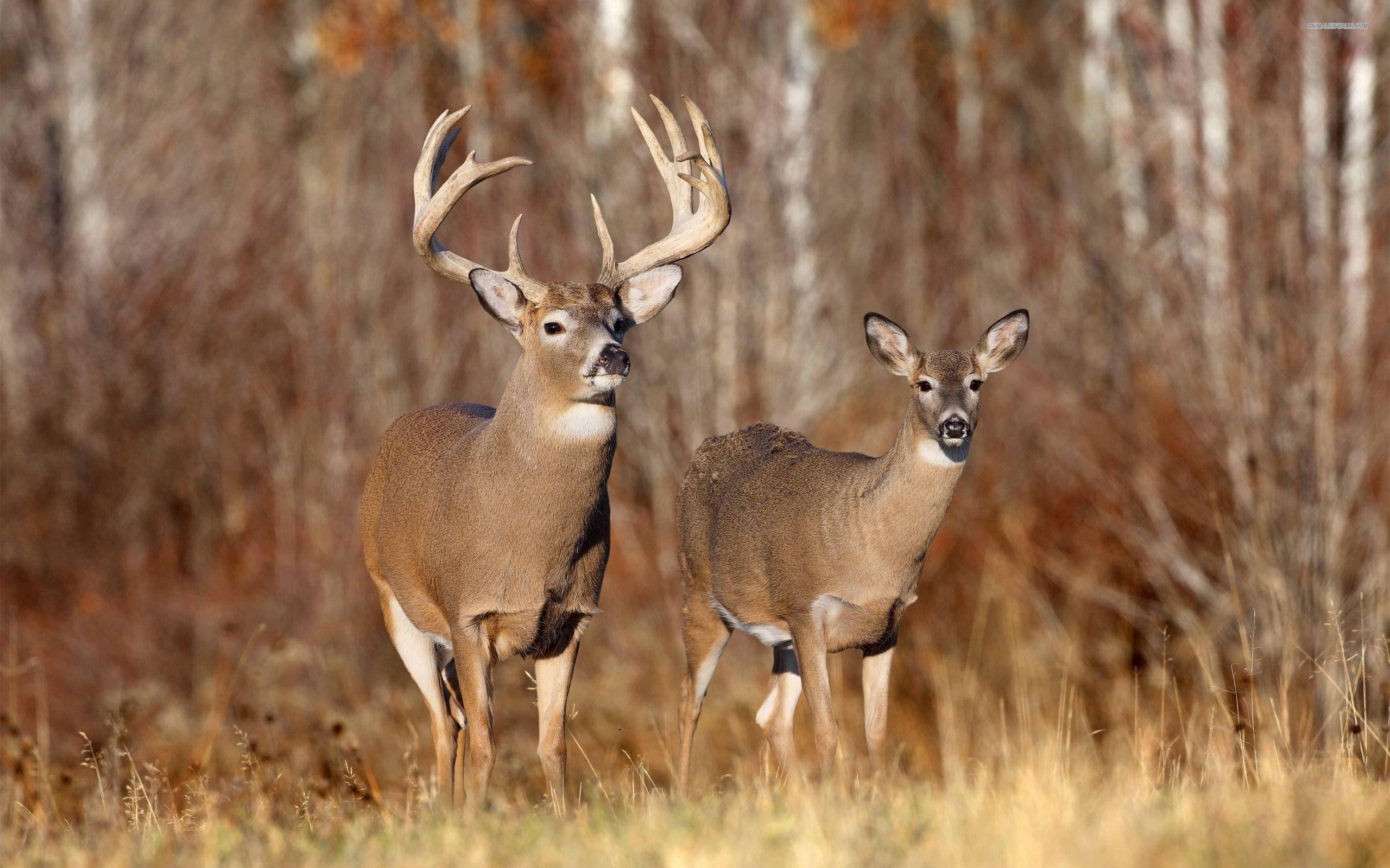 Deer Buck and Doe. Deer wallpaper, Whitetail deer hunting, Hunting background