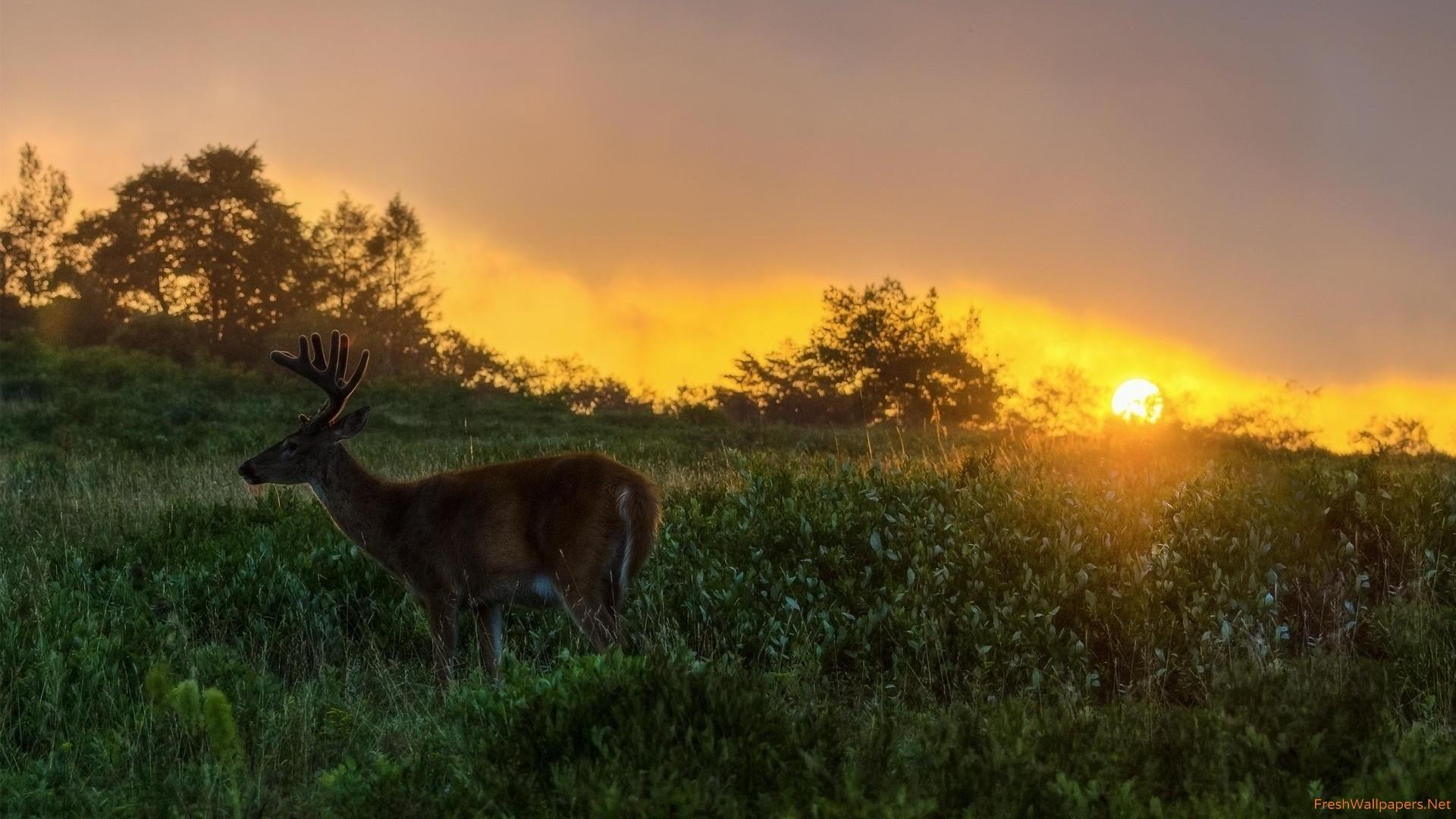 Deer on the field at sunset wallpaper