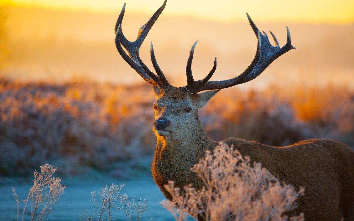 An awesome deer in the field animal wallpaper