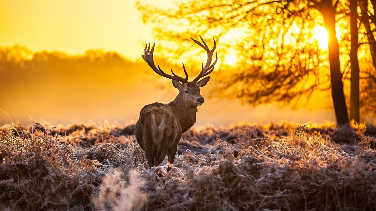 Download 1600x900 Deer, Sunset, Back View, Field Wallpaper