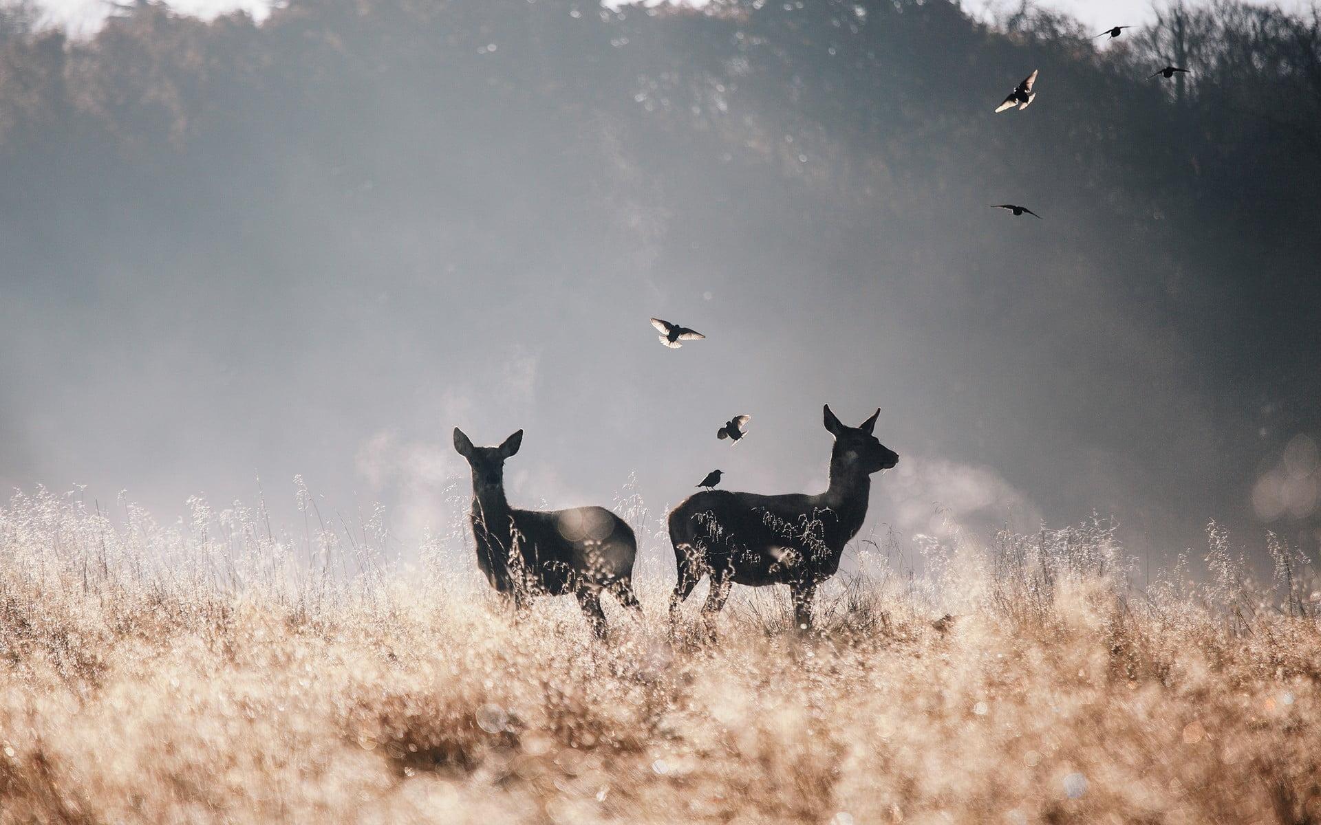 Two black deers on field HD wallpaper