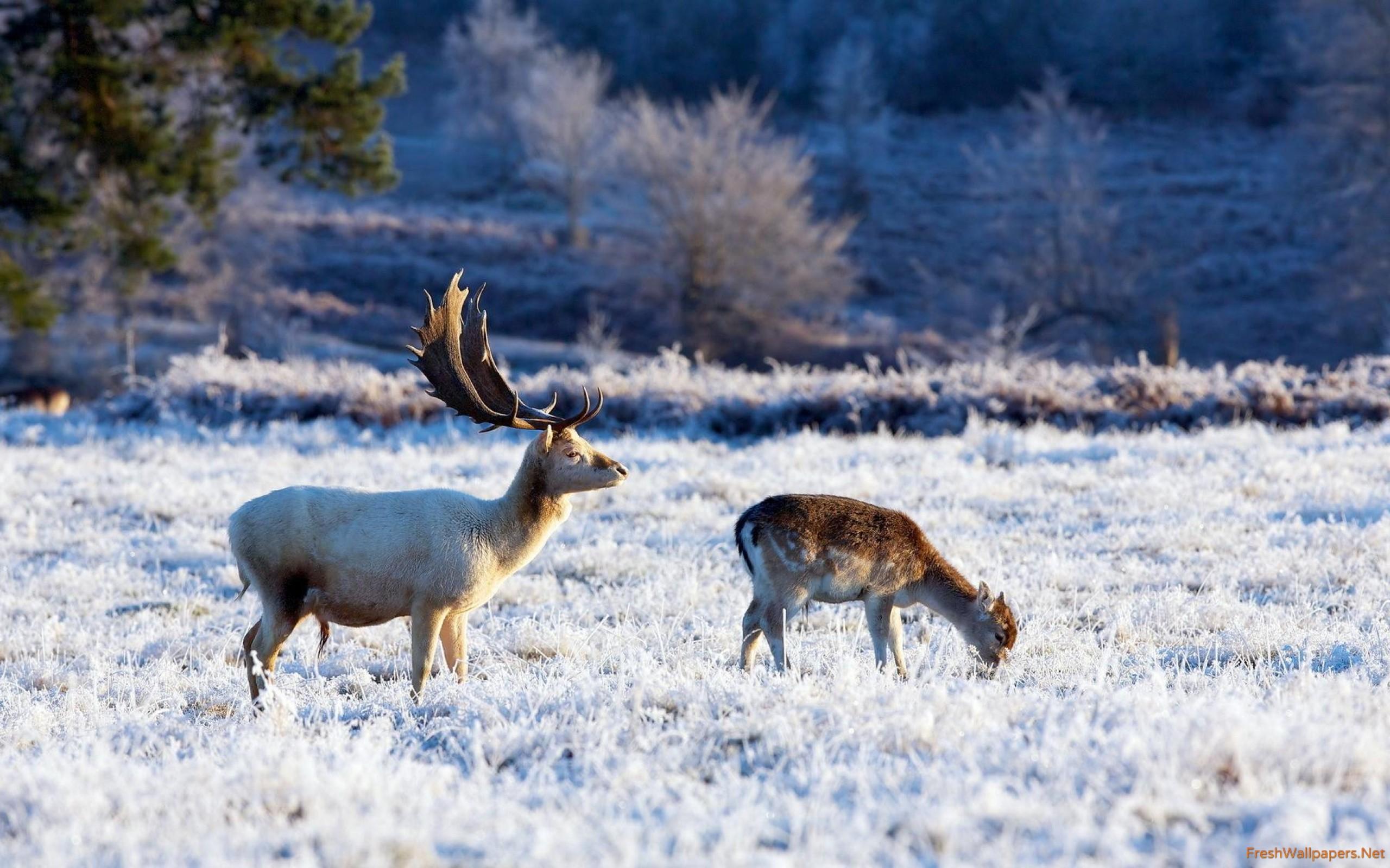 Deer on the white field wallpaper