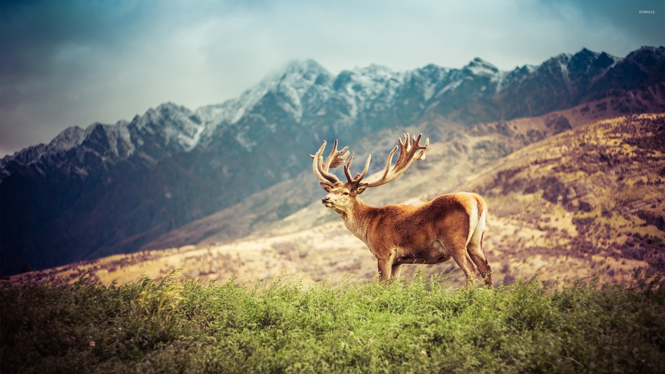 Deer on a green field by the mountains wallpaper