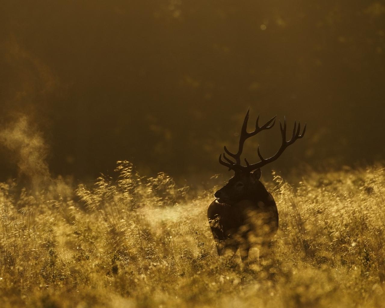 Download wallpaper 1280x1024 deer, field, grass, walking