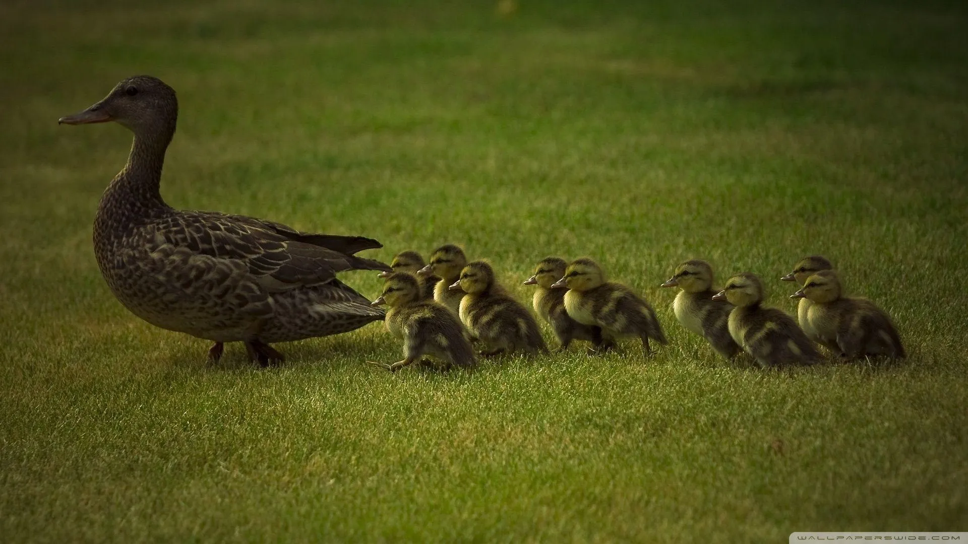 Mom And Baby Ducks ❤ 4K HD Desktop Wallpaper for 4K Ultra HD TV