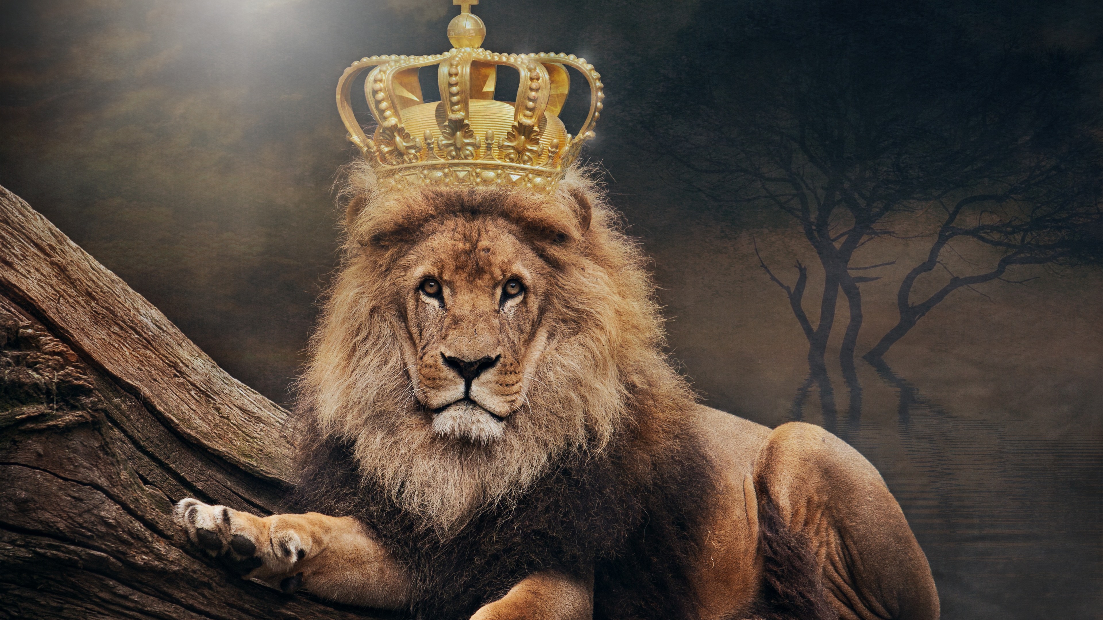 Wallpapers Lion, king, crown 3840x2160 UHD 4K Picture, Image.