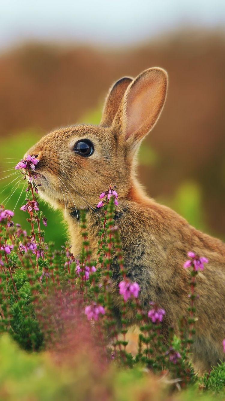 Cute Rabbit Wallpaper Picture Photo Image Of Bunny