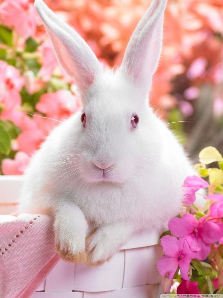 Cute Easter Bunny Ultra HD Desktop Background Wallpaper