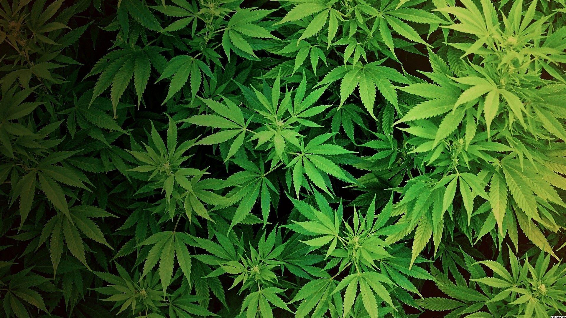 Weed Background Tumblr Wallpaper