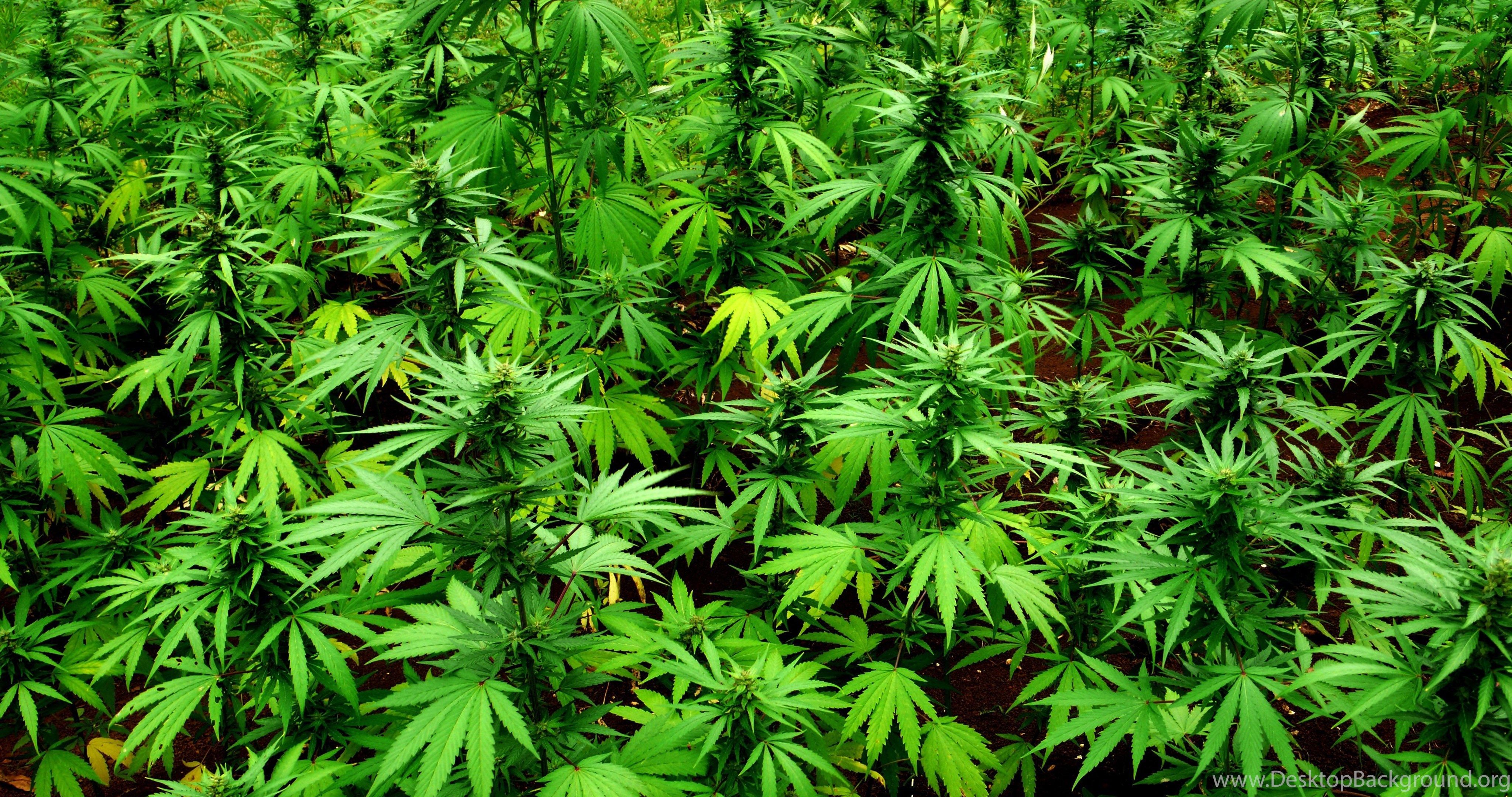 Cannabis HD 4k Wallpapers Wallpaper Cave