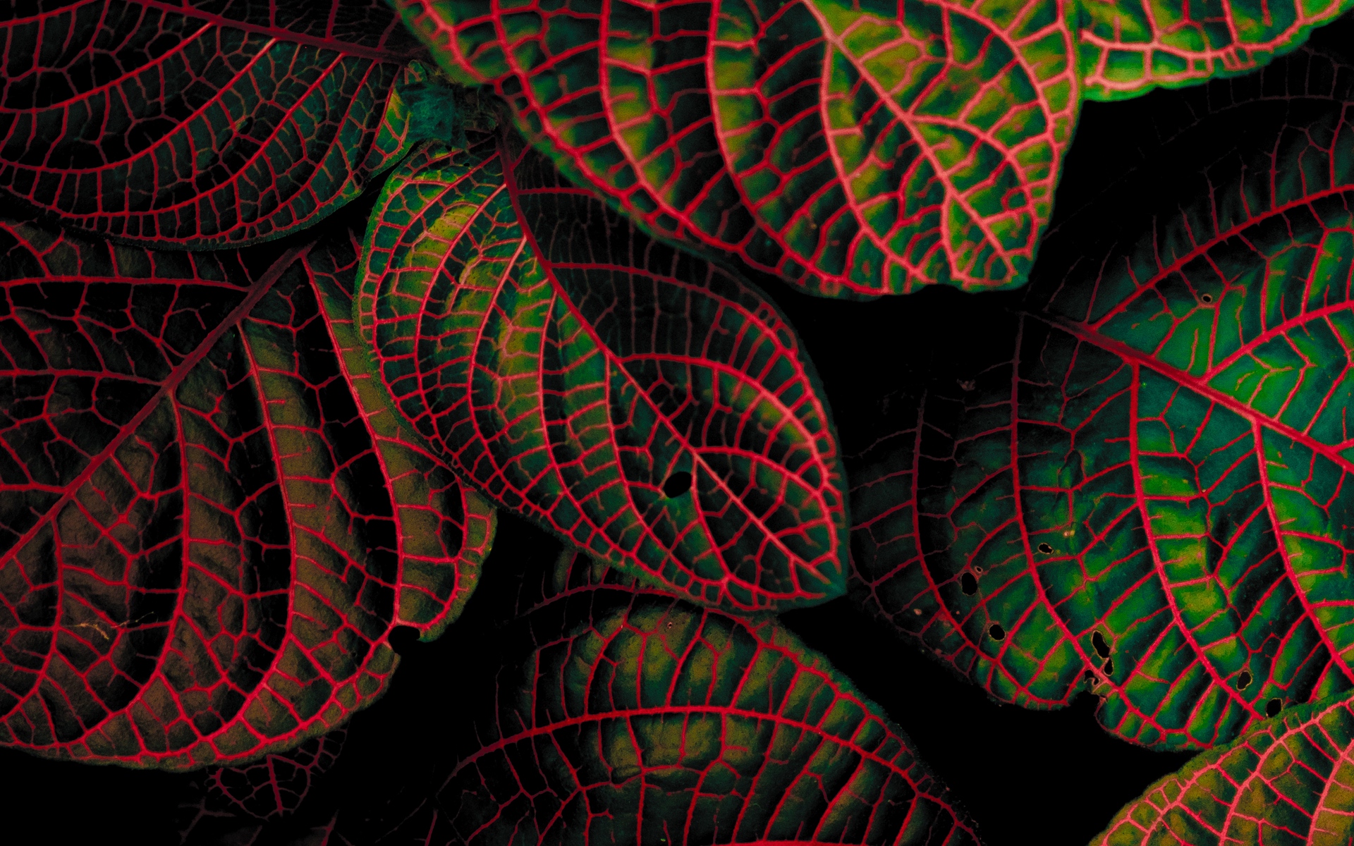 Download wallpaper 1920x1200 leaves, plant, contrast, carved