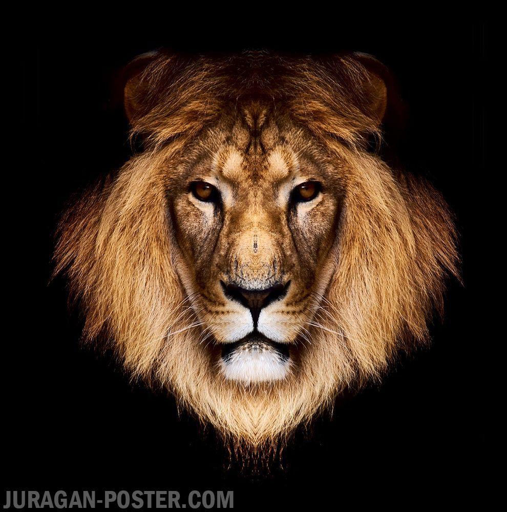 juragan poster jual poster gambar hewan binatang singa #jual