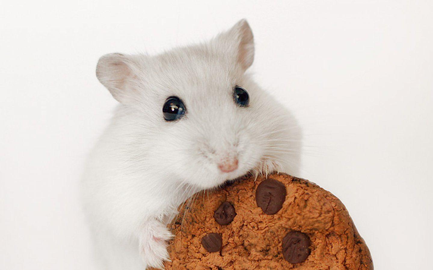 Kawaii Hamster Wallpaper Free Kawaii Hamster