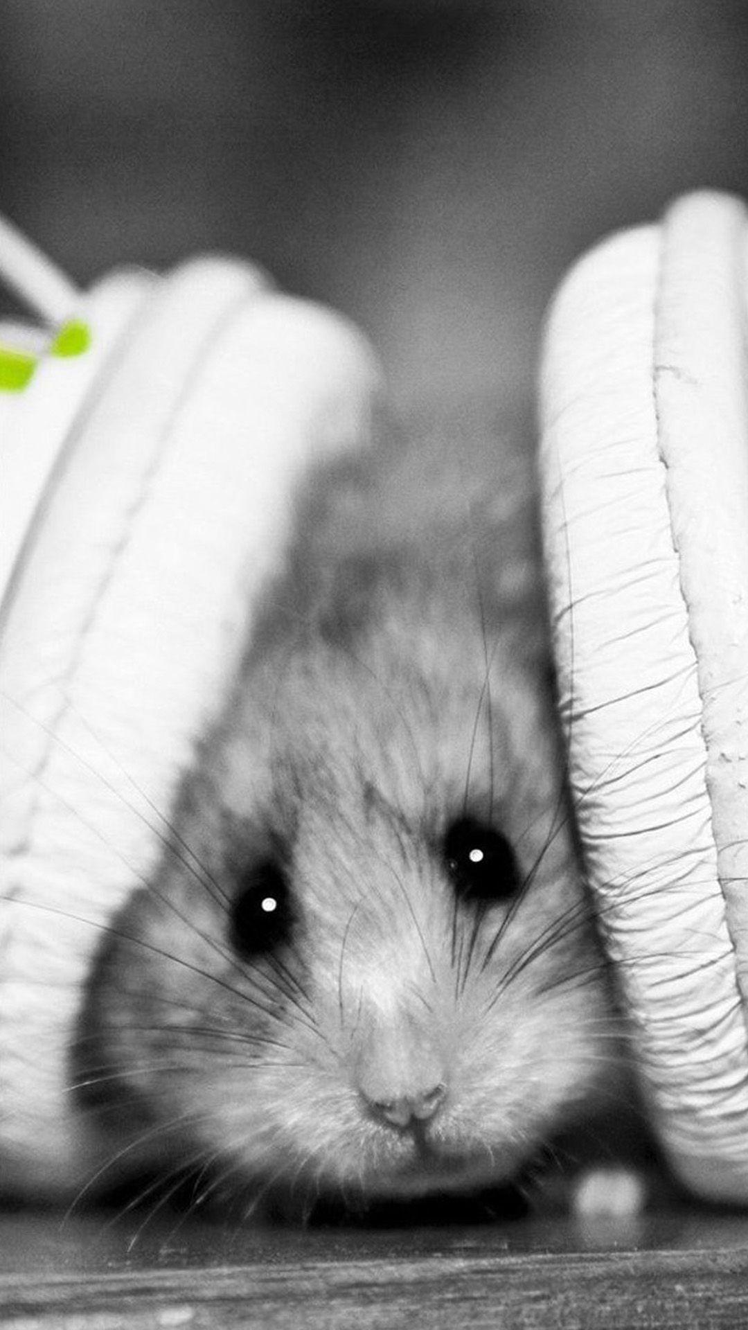 ↑↑TAP AND GET THE FREE APP! Animals Cute Hamster with Headphones Black & White Cool Funny Music HD iPhone 6 plus Wallpa. Hamster, Cute hamsters, Hamster wallpaper