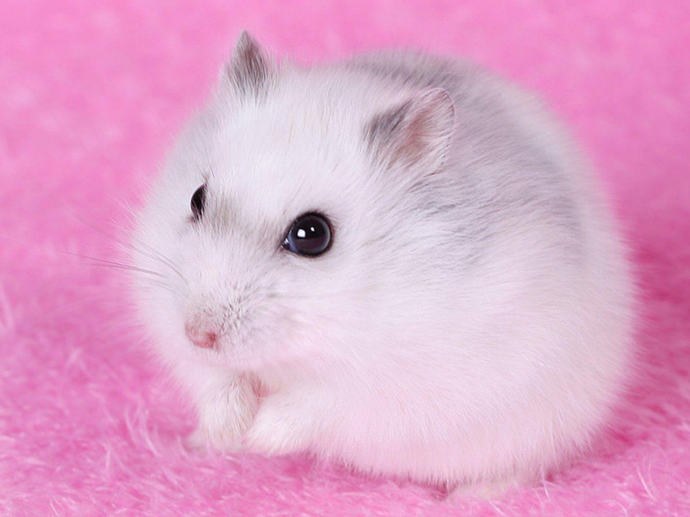 Kawaii Computer Hamster Wallpapers Wallpaper Cave