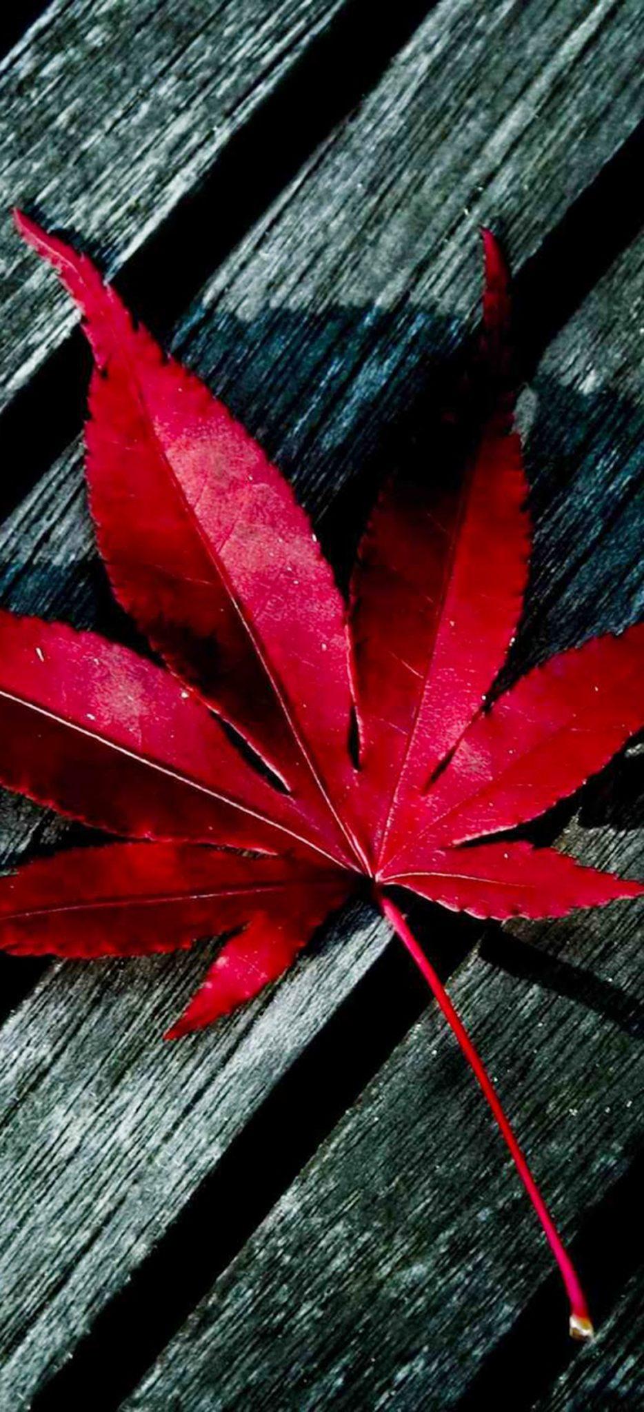 Download iPhone X Wallpaper iPhone X HD Wallpaper