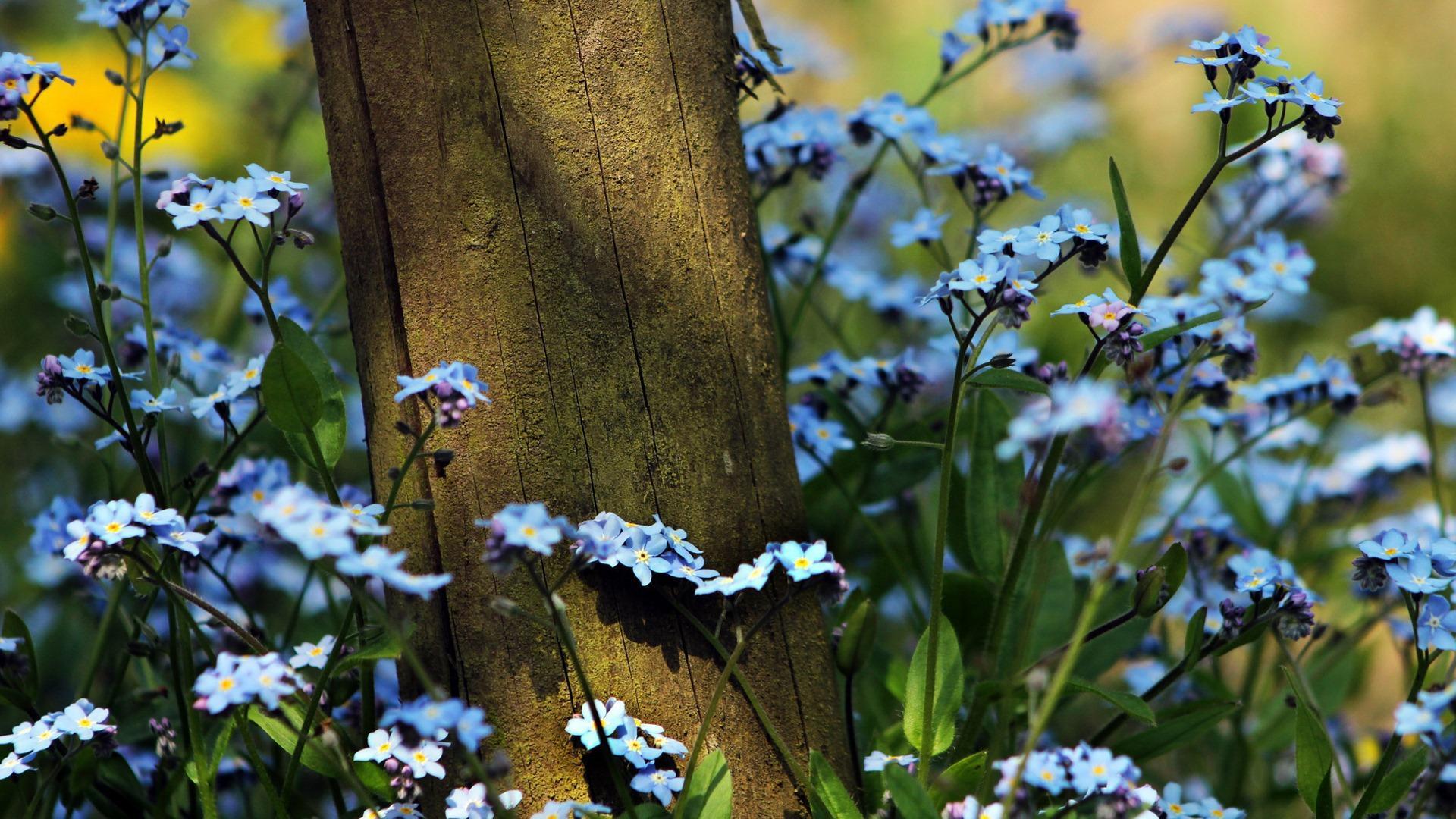 Forget Me Not Flower Wallpaper Image Photo Picture