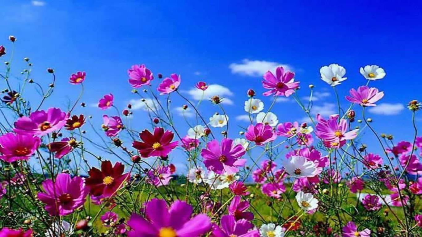 Free Spring Nature HD Desktop Wallpaper. Spring flowers
