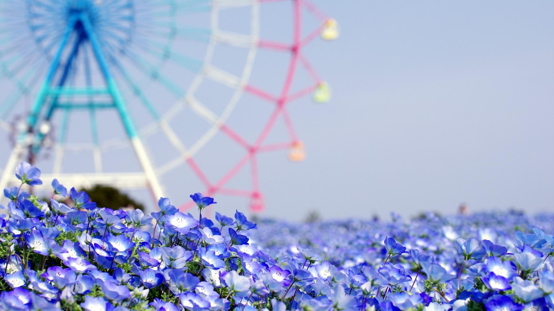 Summer Flower HD Wallpaper
