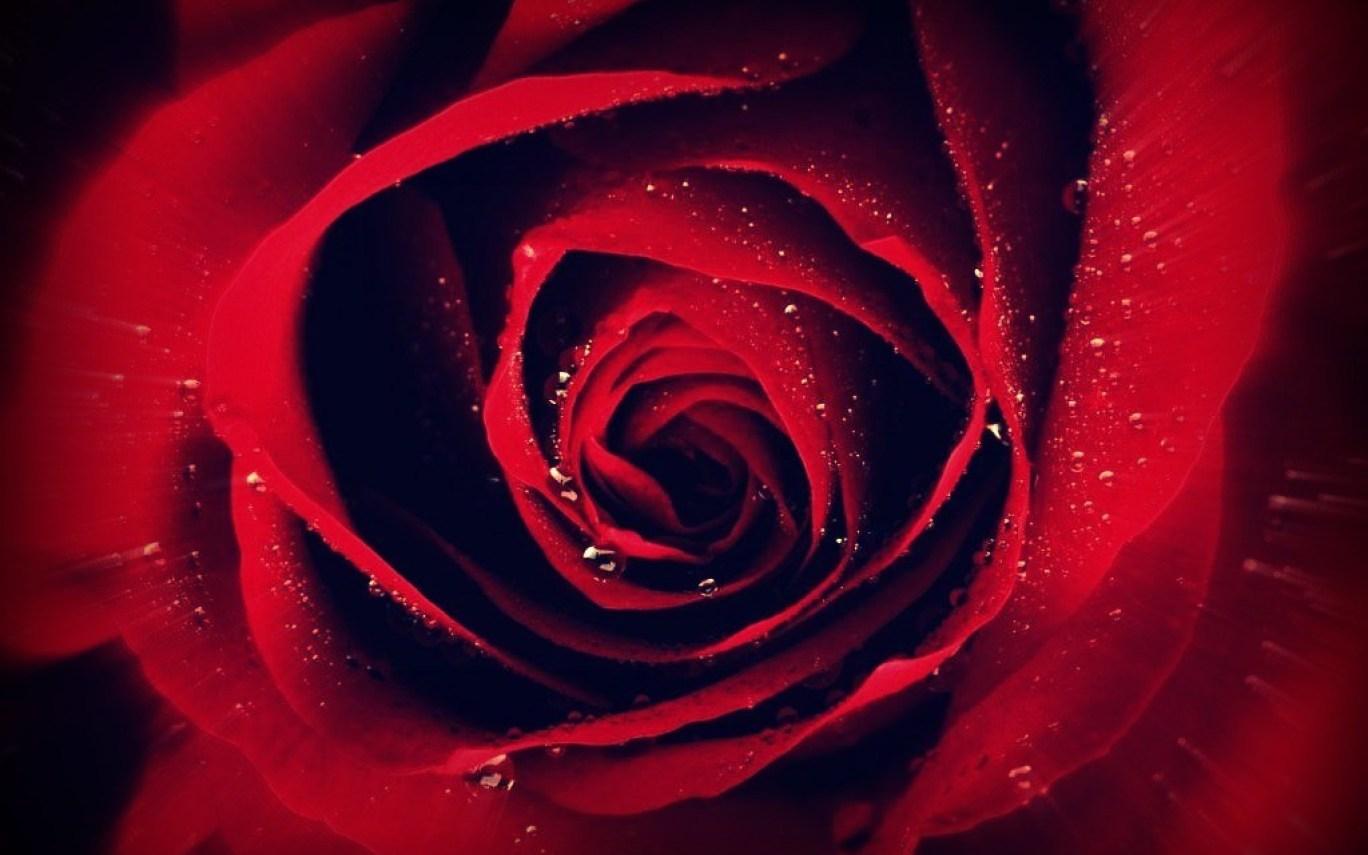 Nice Pretty Rose Cool Red Flower Computer Wallpaper