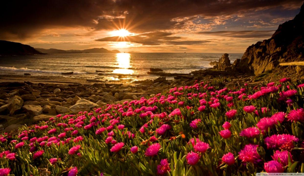 Flowers Image Desktop Background