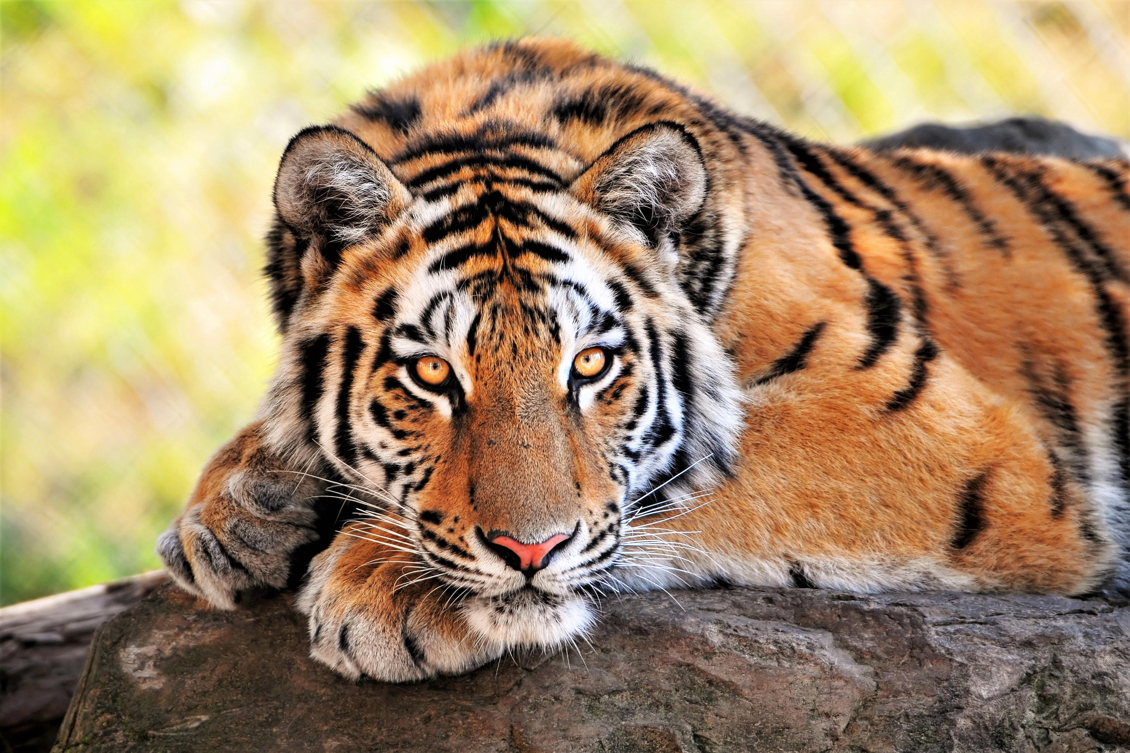 Beautiful Tiger 4k Ultra HD Wallpaper. Background Image