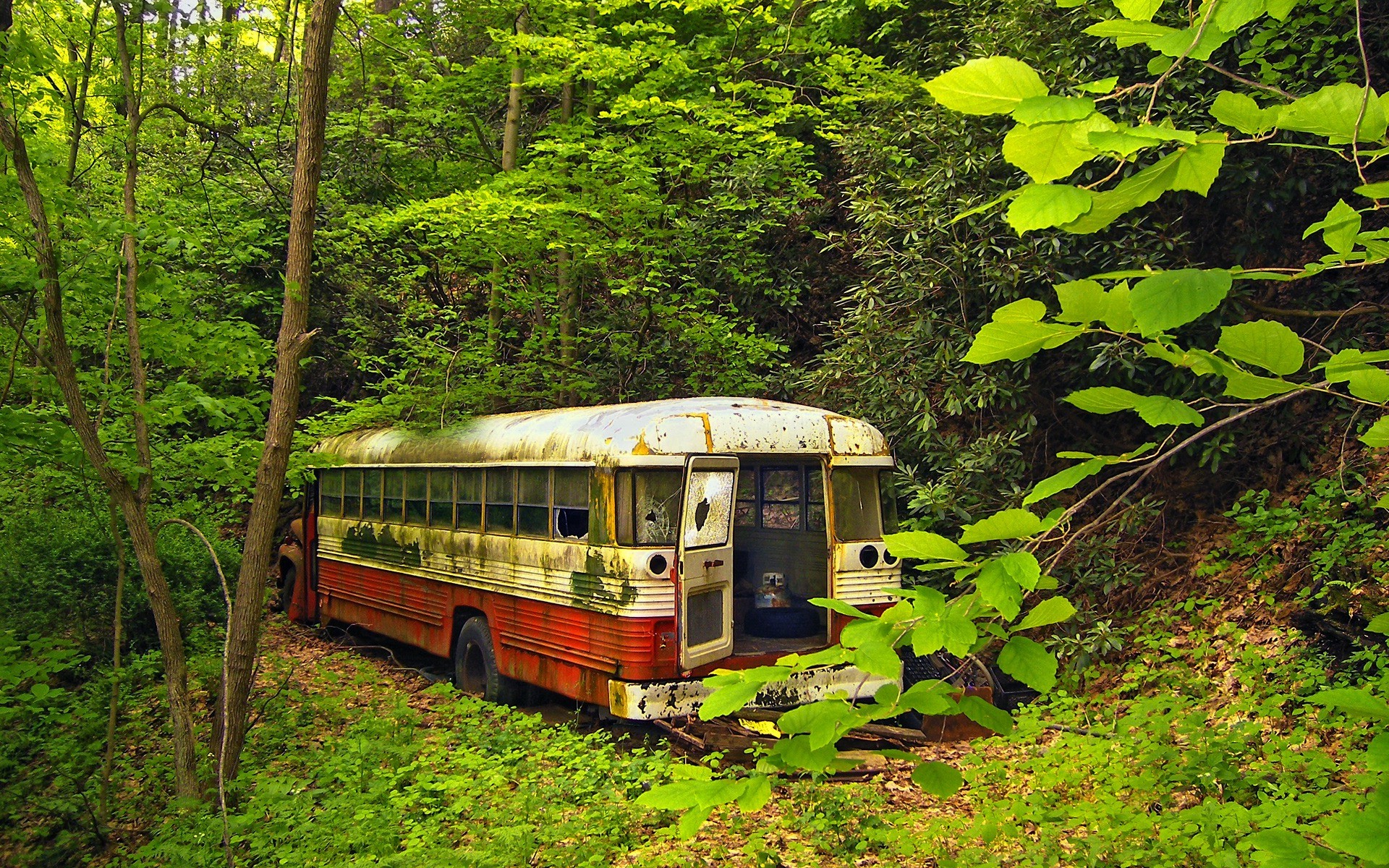 nature, Trees, Forest, Buses, Abandoned Wallpaper HD