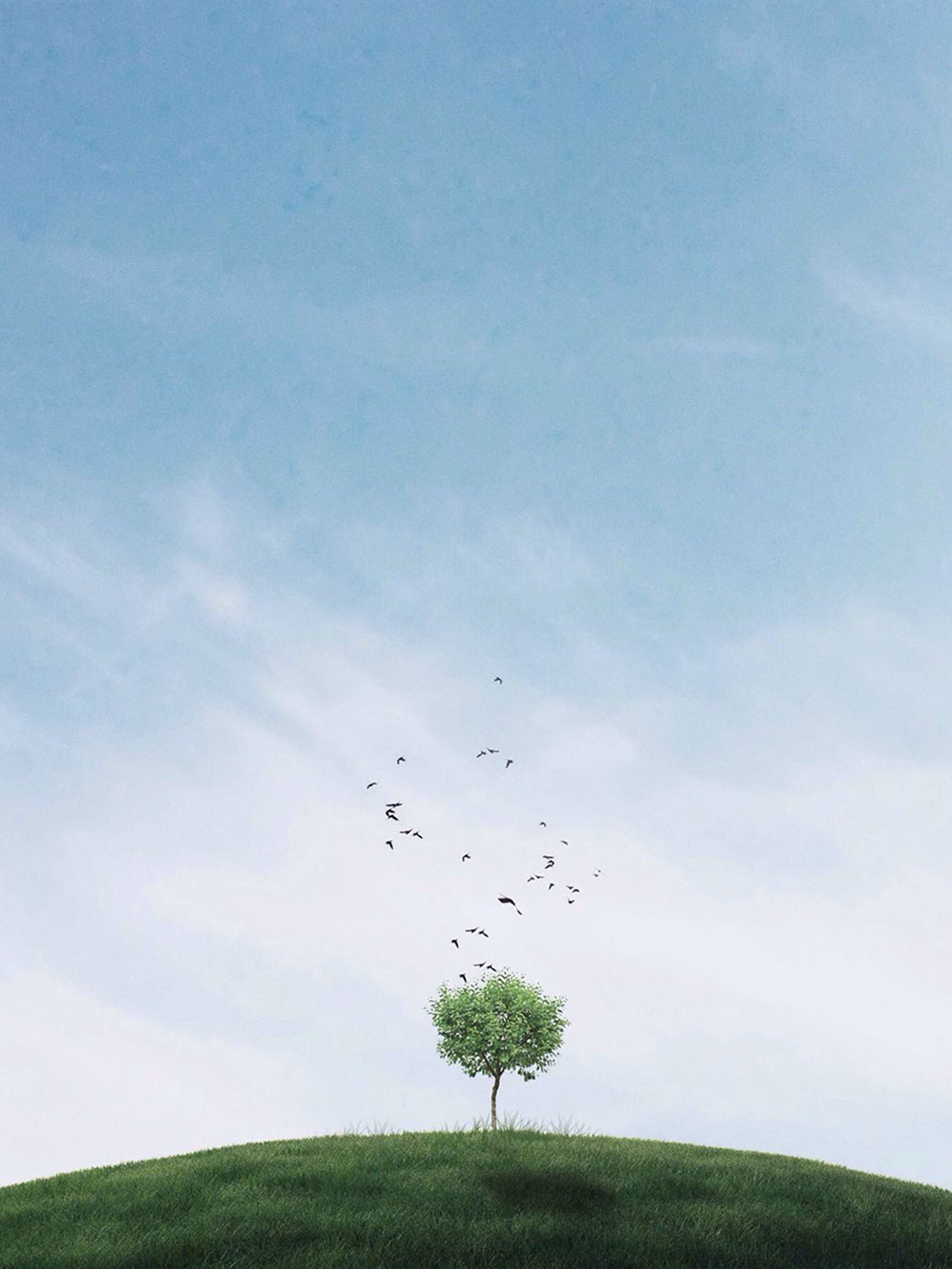 Tree On The Hill Mobile Wallpaper