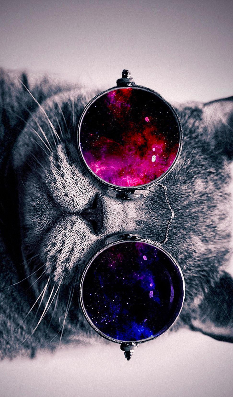 Cat With Glasses Wallpaper