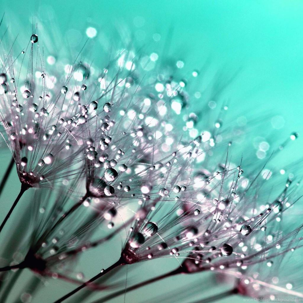 Download Dew Drops On Dandelion Seeds HD Wallpaper