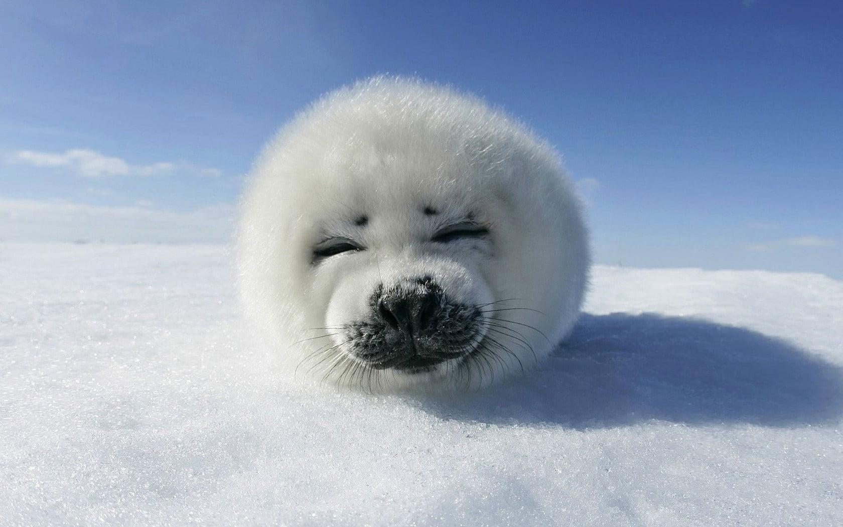 White seal, seals, snow, winter, animals HD wallpaper