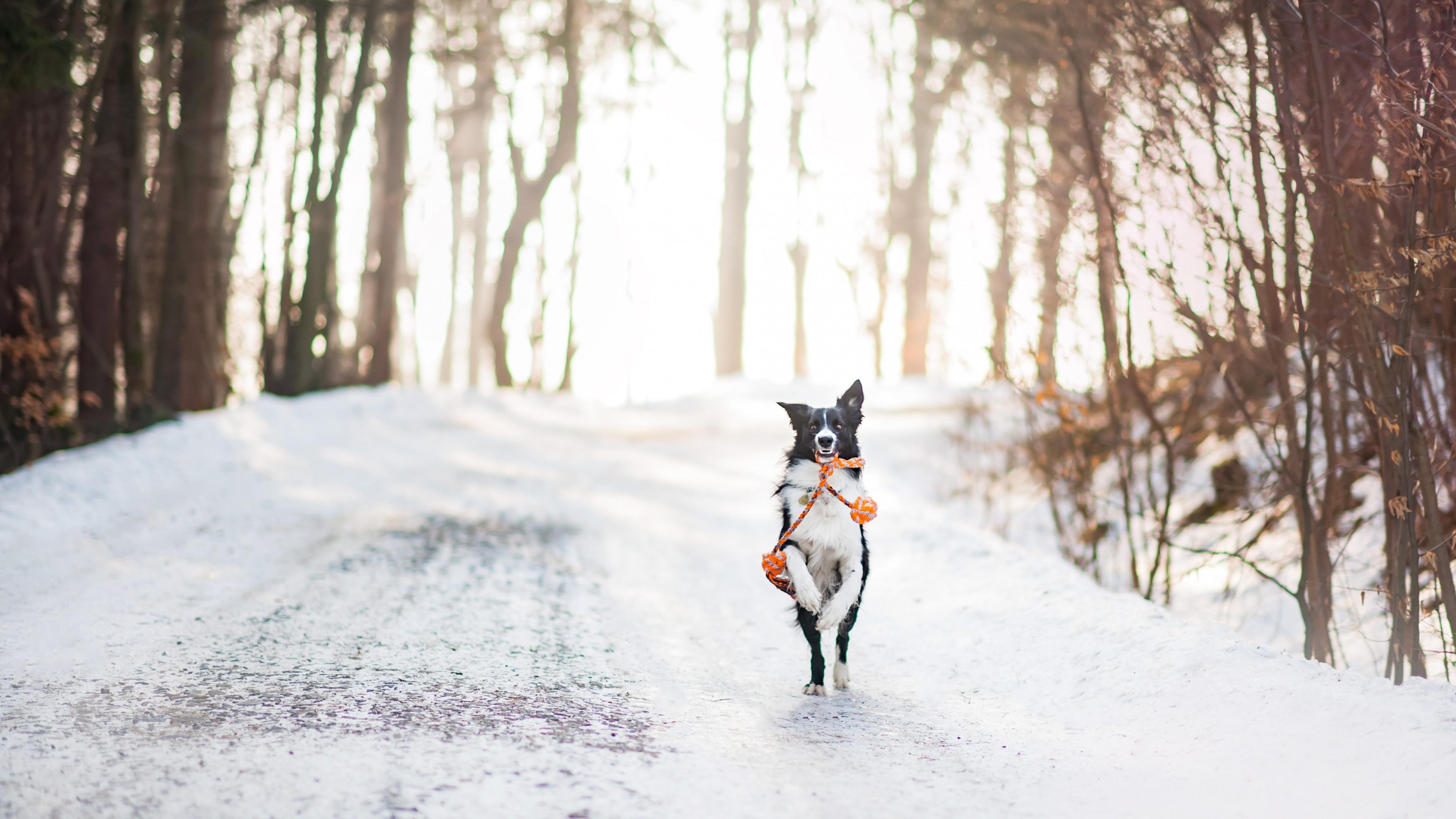 Wallpaper dog, cute animals, winter, snow, trees, 4k, Animals